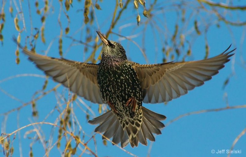 All Stretched Out!!!  European Starling