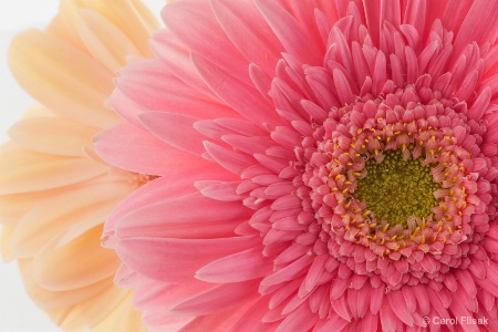 Super Market Gerberas