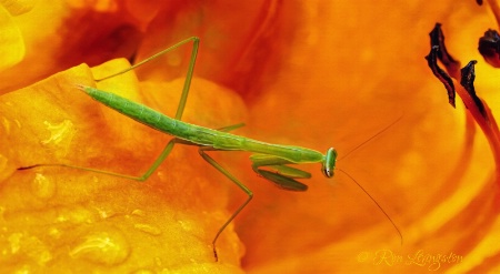 Mantis Nymph 