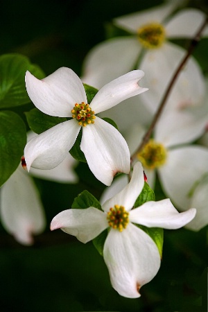 dogwood