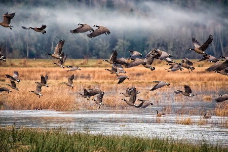 Morning at the Delta