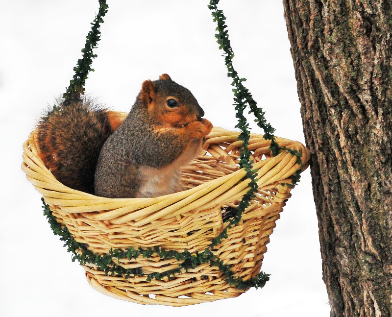 Bushel Basket