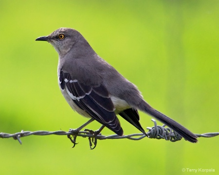 Northern Mockingbird 