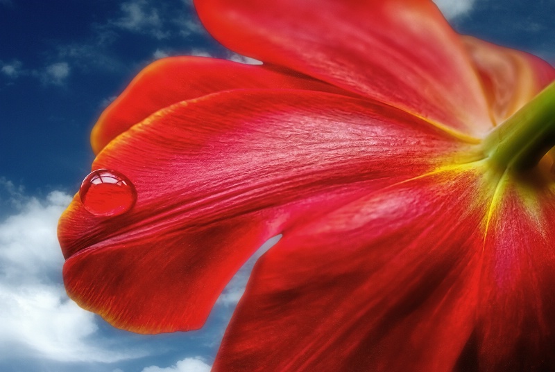 Tulip on a window sill