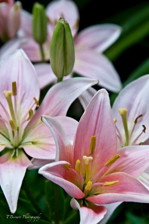 Garden Splendor