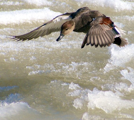 Can I Land On This?? Mallard Duck In Flight 