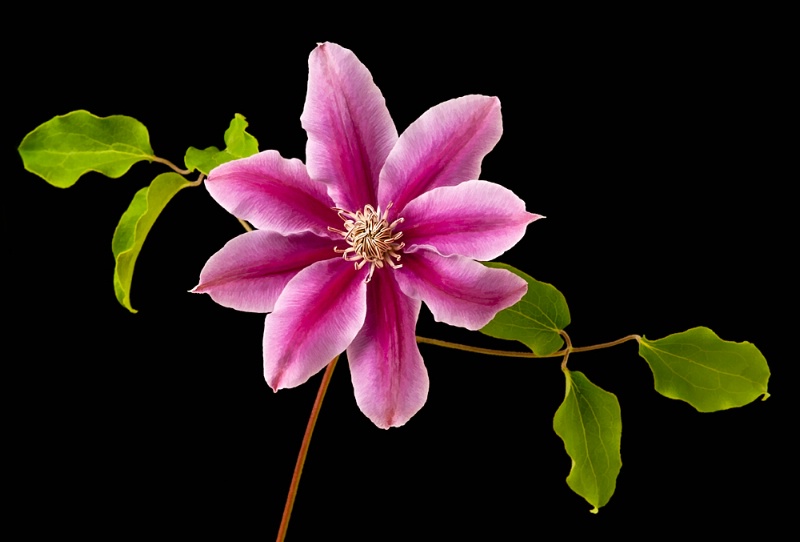 Pink Clematis