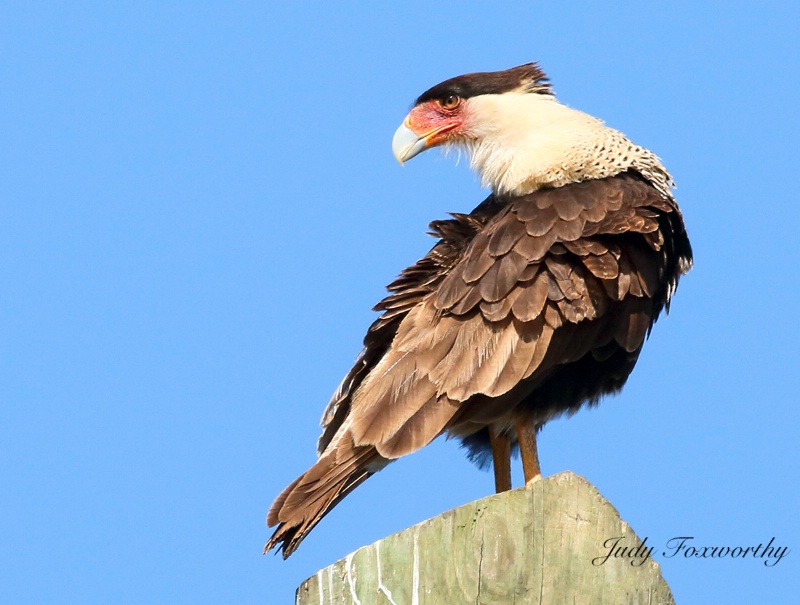 Crested Caracara