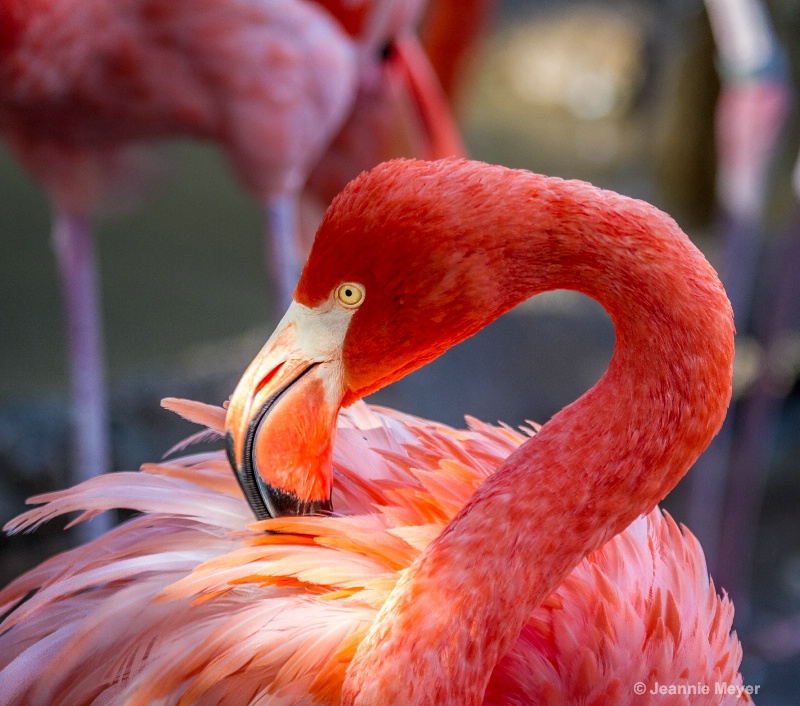 Pretty in Pink