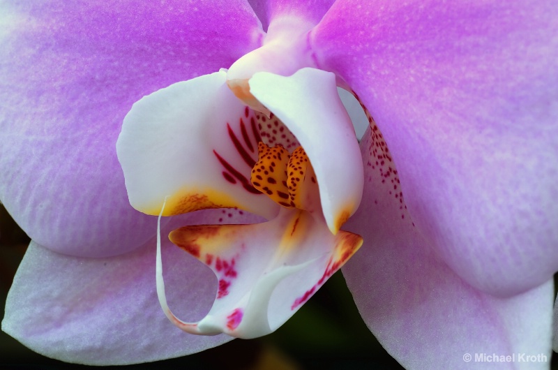 Dow Orchid