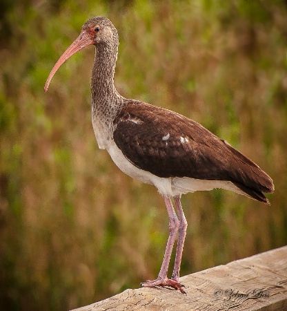 Immature White Ibis