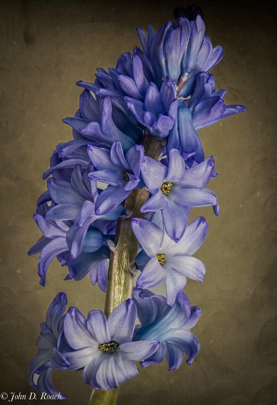 Hyacinth for you