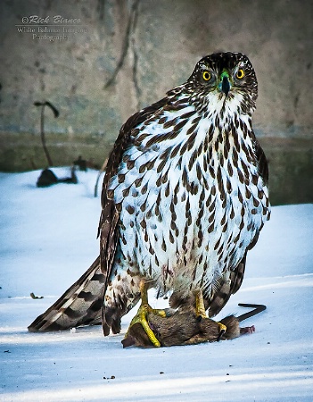 Sharp-shinned Hawk