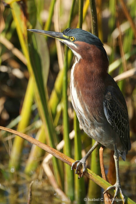 Green Heron Perched