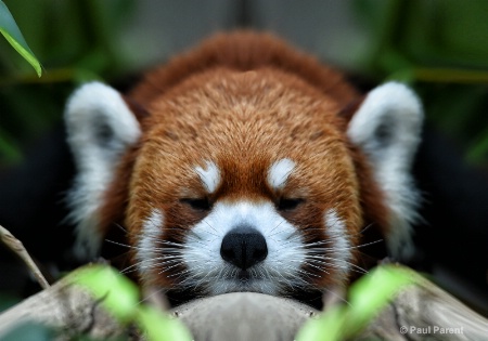 Red Panda Resting