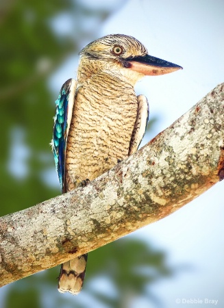 Blue-winged Kookaburra