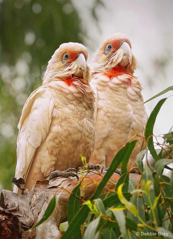 Long-beaked corellas