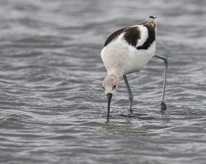 Hunting Avocet