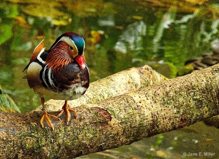 Duck Modeling!