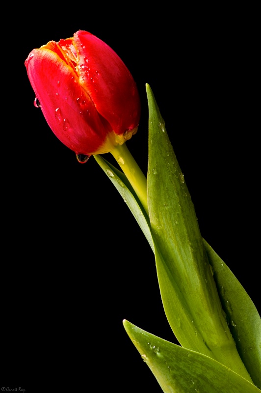 ~Tulip~