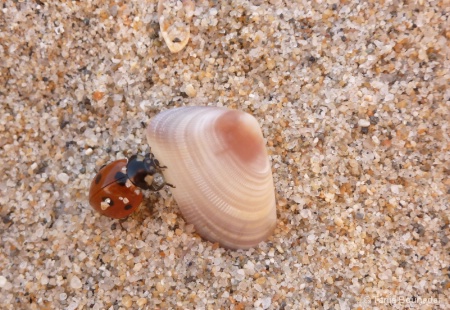 Shell climbing