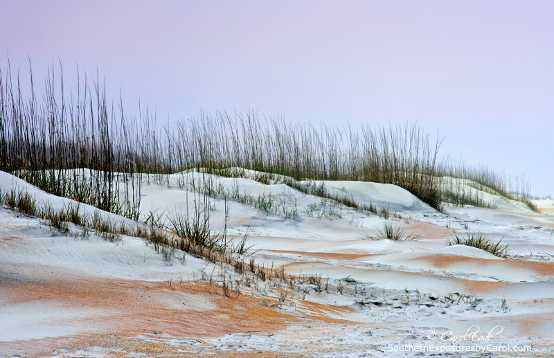Anastasia Beach Dunes No. 2 - ID: 14854331 © Carol Eade