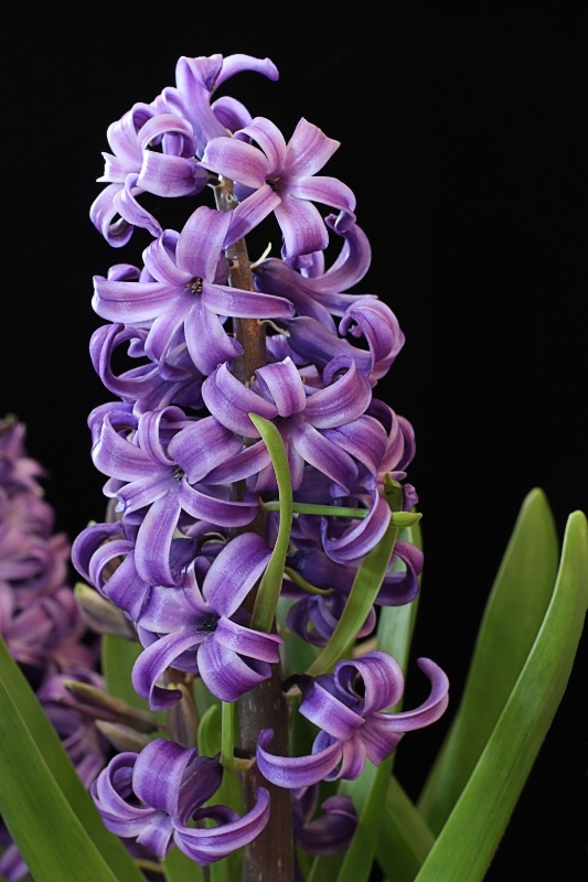 Purple Hyacinth