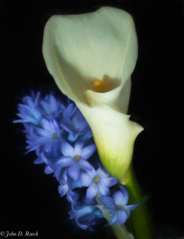Hyacinth and Calla Lily rendered as if watercolor