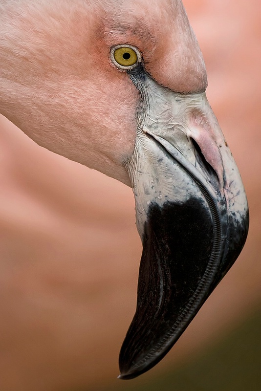 The Eye of the Flamingo