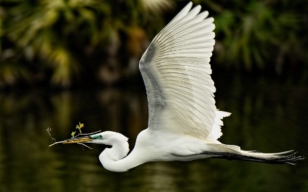 Nest Building Time