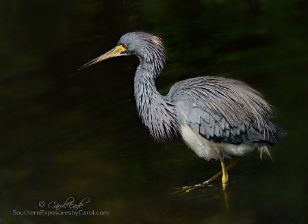 Fishing at the Pond