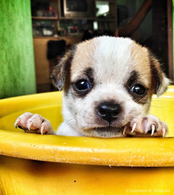 ~ ~ PUPPY BASIN BATH TIME ~ ~ 