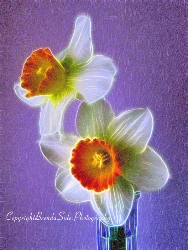 ~Fractalius Daffodils~
