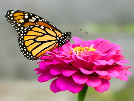 Monarch and Zinnia