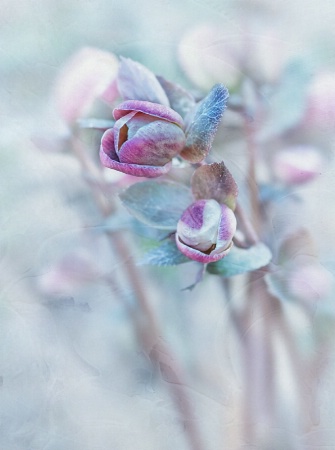 Hellebore Buds