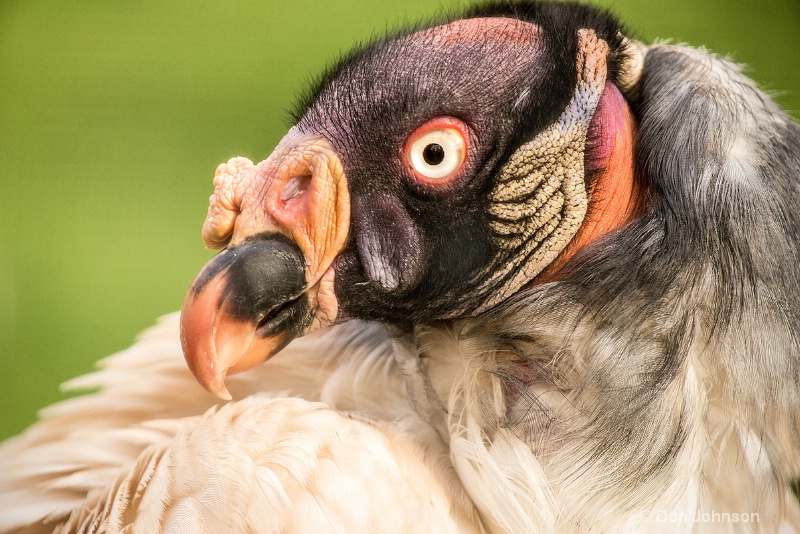 King Vulture 3-0 f lr 4-25-15 j098