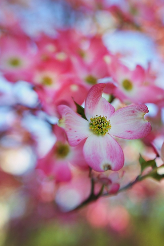 Red Dogwood with Lensbaby