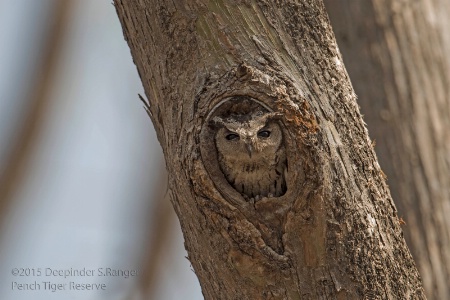 Scops Owlet in his cosy home !