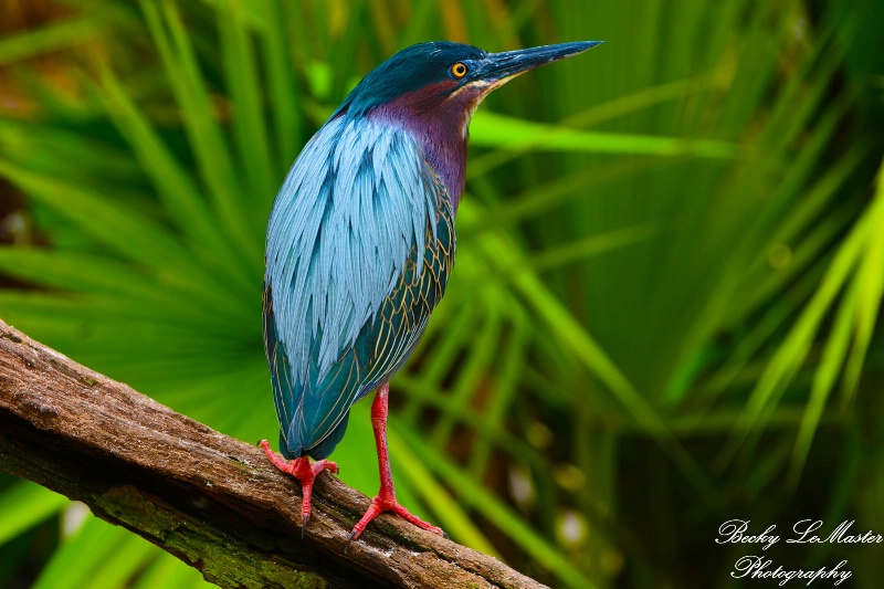 Green Heron