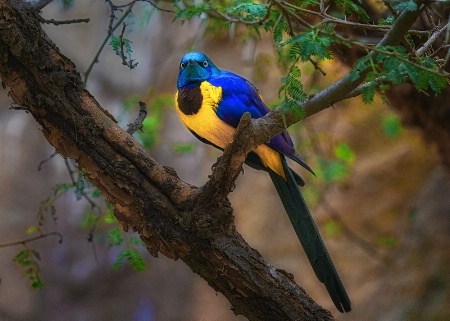 Emerald Starling