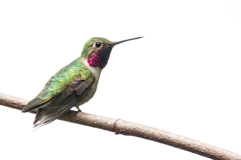 Hummingbird on Mother's Day