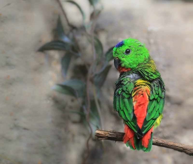 Blue-crowned Hanging Parrot 