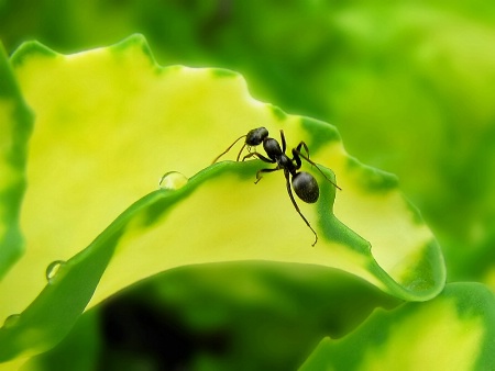 Climbing Over