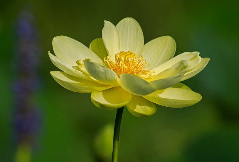 American Lotus - ID: 14900033 © Michael Cenci