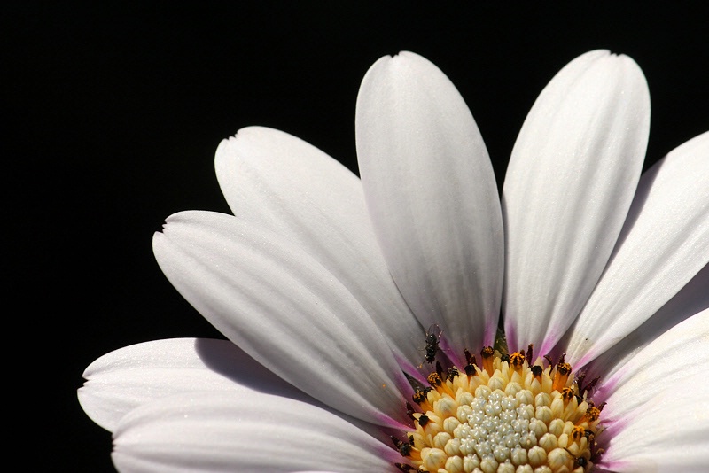 African daisy with a fly
