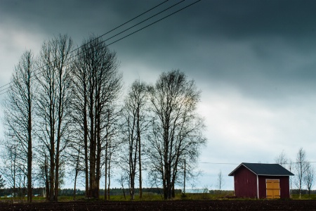 Birch Trees And A Storage