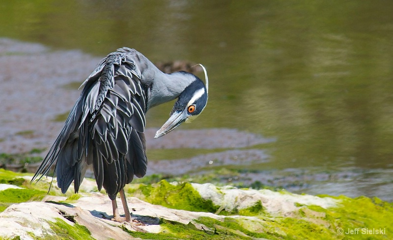 Preening Is Good! Yellow Crowned Night Heron