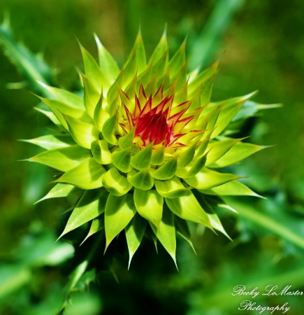 Bracts Of A Thistle Plant