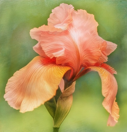 Frilly Orange Maiden