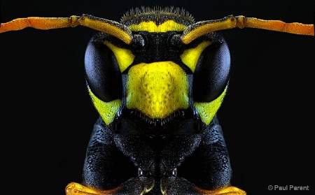 The Real Closeup Bee